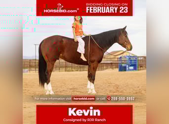 Quarter horse américain, Hongre, 5 Ans, 157 cm, Bai cerise