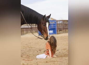 Quarter horse américain, Hongre, 5 Ans, 157 cm, Bai cerise