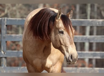 Quarter horse américain, Hongre, 5 Ans, 157 cm, Buckskin