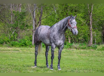 Quarter horse américain, Hongre, 5 Ans, 157 cm, Gris pommelé