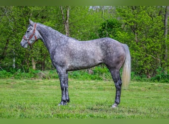 Quarter horse américain, Hongre, 5 Ans, 157 cm, Gris pommelé