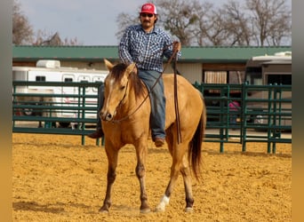 Quarter horse américain, Hongre, 5 Ans, 157 cm, Isabelle