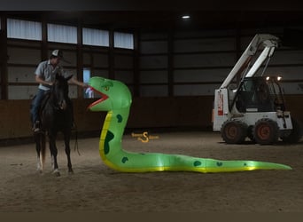 Quarter horse américain, Hongre, 5 Ans, 157 cm, Noir