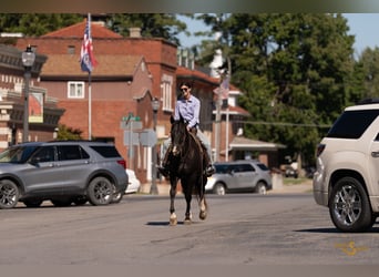 Quarter horse américain, Hongre, 5 Ans, 157 cm, Noir