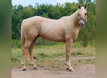 Quarter horse américain, Hongre, 5 Ans, 157 cm, Palomino
