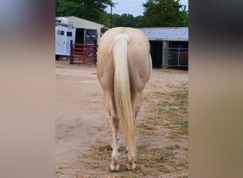 Quarter horse américain, Hongre, 5 Ans, 157 cm, Palomino