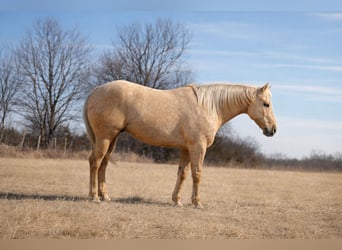 Quarter horse américain, Hongre, 5 Ans, 157 cm, Palomino
