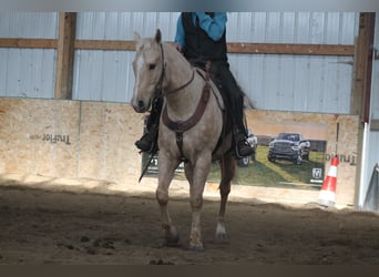 Quarter horse américain, Hongre, 5 Ans, 157 cm, Palomino