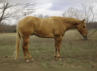 Quarter horse américain, Hongre, 5 Ans, 157 cm, Palomino
