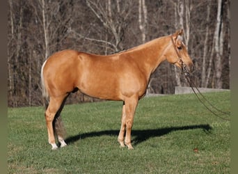 Quarter horse américain, Hongre, 5 Ans, 157 cm, Palomino