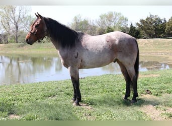 Quarter horse américain, Hongre, 5 Ans, 157 cm, Roan-Bay