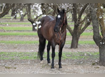 Quarter horse américain, Hongre, 5 Ans, 157 cm, Rouan Bleu