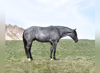 Quarter horse américain, Hongre, 5 Ans, 157 cm, Rouan Bleu