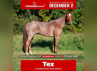 Quarter horse américain, Hongre, 5 Ans, 157 cm, Rouan Rouge