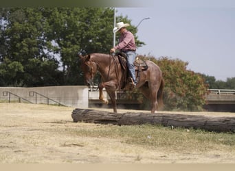 Quarter horse américain, Hongre, 5 Ans, 157 cm, Rouan Rouge
