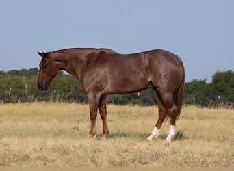 Quarter horse américain, Hongre, 5 Ans, 157 cm, Rouan Rouge