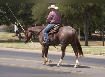 Quarter horse américain, Hongre, 5 Ans, 157 cm, Rouan Rouge
