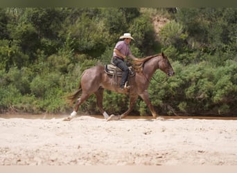 Quarter horse américain, Hongre, 5 Ans, 157 cm, Rouan Rouge