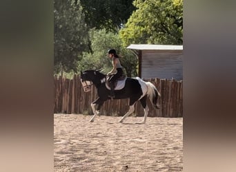 Quarter horse américain, Hongre, 5 Ans, 157 cm, Tobiano-toutes couleurs