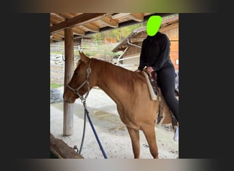 Quarter horse américain, Hongre, 5 Ans, 158 cm, Alezan