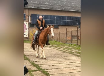 Quarter horse américain Croisé, Hongre, 5 Ans, 158 cm, Pinto