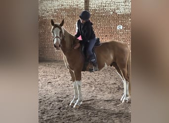 Quarter horse américain Croisé, Hongre, 5 Ans, 158 cm, Pinto