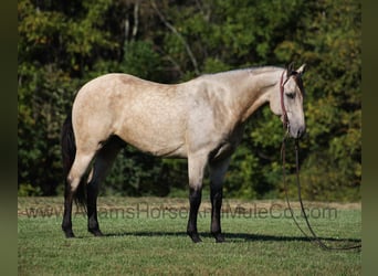 Quarter horse américain, Hongre, 5 Ans, 160 cm, Buckskin