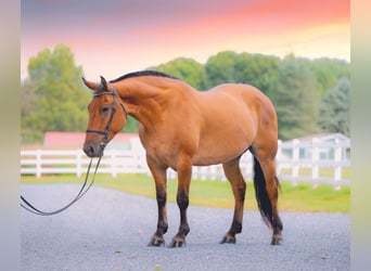 Quarter horse américain Croisé, Hongre, 5 Ans, 160 cm, Isabelle