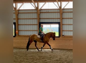 Quarter horse américain Croisé, Hongre, 5 Ans, 160 cm, Isabelle