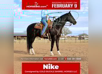 Quarter horse américain, Hongre, 5 Ans, 160 cm, Noir