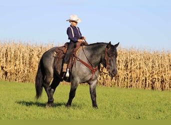 Quarter horse américain Croisé, Hongre, 5 Ans, 160 cm, Rouan Bleu