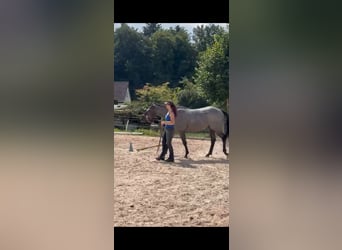 Quarter horse américain, Hongre, 5 Ans, 160 cm, Rouan bleu