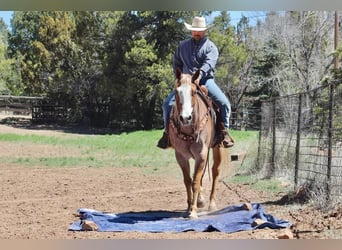 Quarter horse américain, Hongre, 5 Ans, 160 cm, Rouan Rouge