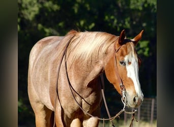 Quarter horse américain, Hongre, 5 Ans, 160 cm, Rouan Rouge