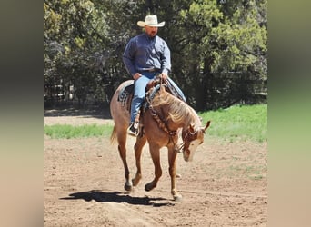 Quarter horse américain, Hongre, 5 Ans, 160 cm, Rouan Rouge