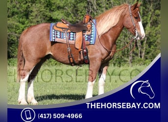 Quarter horse américain Croisé, Hongre, 5 Ans, 160 cm, Rouan Rouge