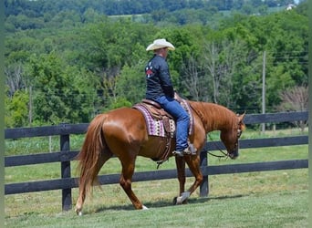 Quarter horse américain, Hongre, 5 Ans, 163 cm, Alezan brûlé