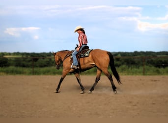 Quarter horse américain, Hongre, 5 Ans, 163 cm, Grullo