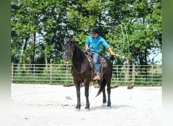 Quarter horse américain, Hongre, 5 Ans, 163 cm, Noir