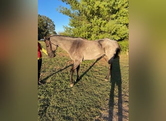 Quarter horse américain, Hongre, 5 Ans, 163 cm, Rouan Bleu