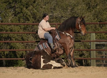 Quarter horse américain Croisé, Hongre, 5 Ans, 163 cm