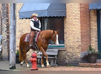 Quarter horse américain, Hongre, 5 Ans, 165 cm, Alezan brûlé