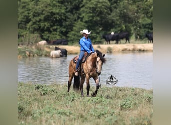 Quarter horse américain, Hongre, 5 Ans, 165 cm, Buckskin