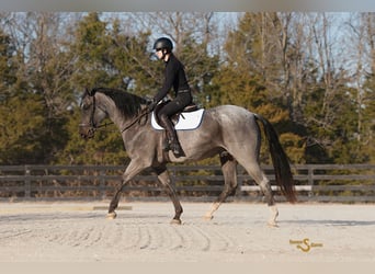 Quarter horse américain, Hongre, 5 Ans, 165 cm, Rouan Bleu