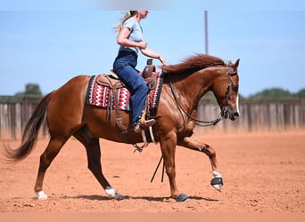 Quarter horse américain, Hongre, 5 Ans, Alezan brûlé