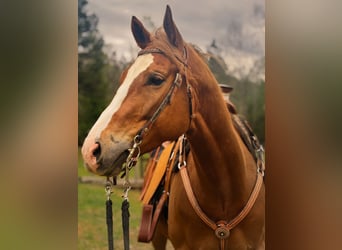 Quarter horse américain, Hongre, 5 Ans, Alezan brûlé