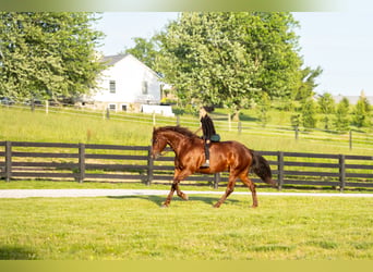 Quarter horse américain, Hongre, 5 Ans, Alezan cuivré