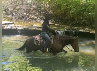 Quarter horse américain, Hongre, 5 Ans, Alezan cuivré