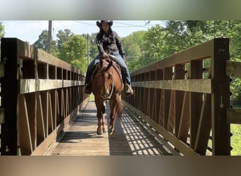 Quarter horse américain, Hongre, 5 Ans, Alezan cuivré