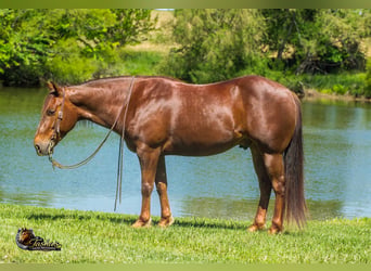 Quarter horse américain, Hongre, 5 Ans, Alezan cuivré